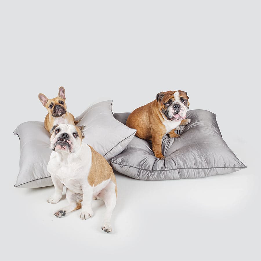 Tre bulldog sui cuscini della linea Nanne