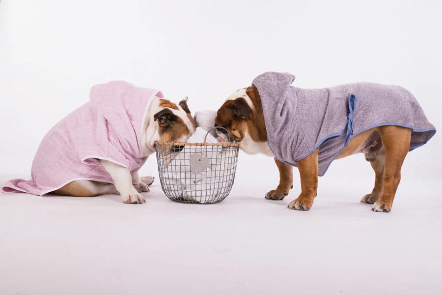 Due bulldog con gli accappatoi della linea Bull Beauty Routine