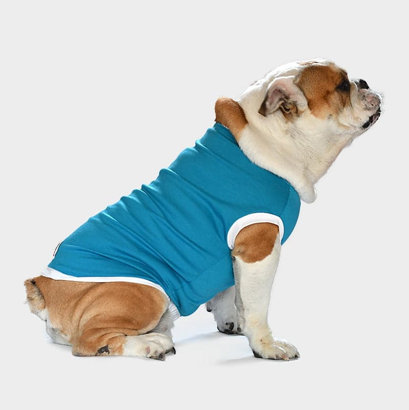 Bulldog inglese con B-Cool t-shirt nella variante Puffo